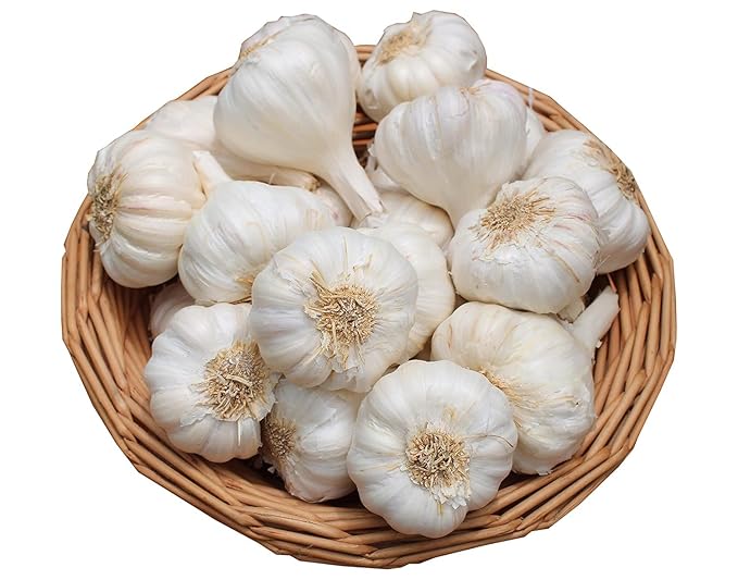 Garlic